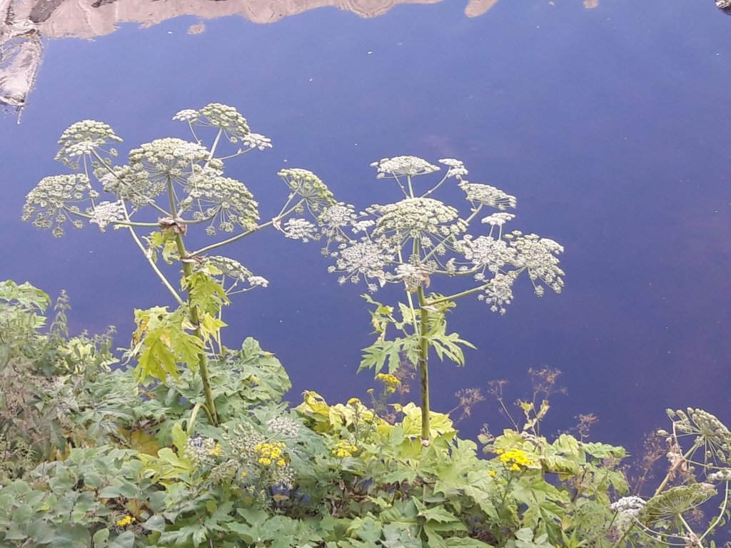 Giant Hogweed Invasive weed