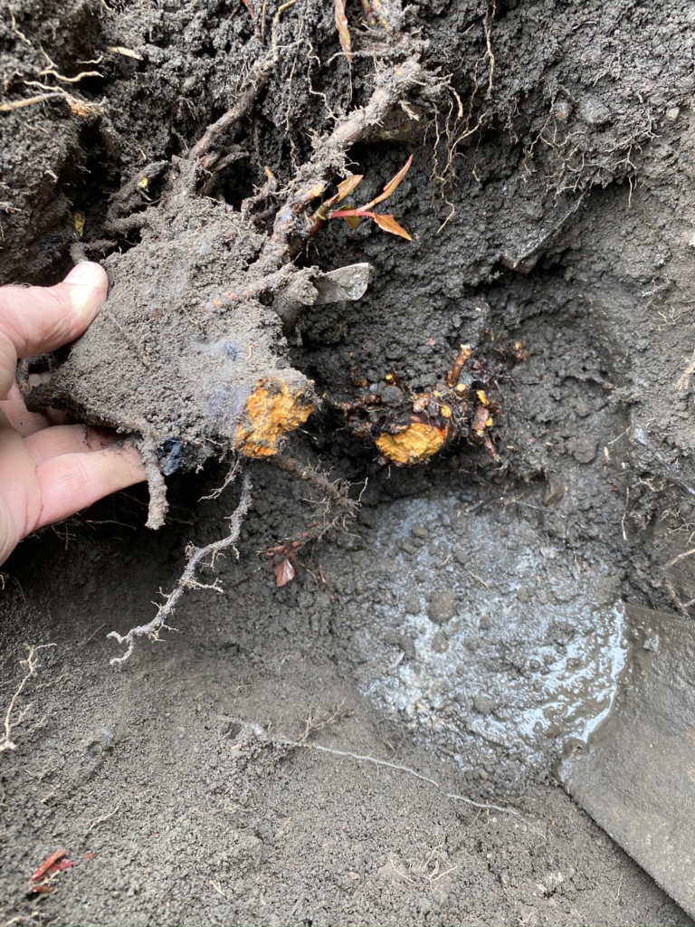 Japanese knotweed roots