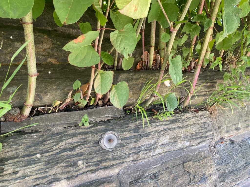 Japanese Knotweed Removal