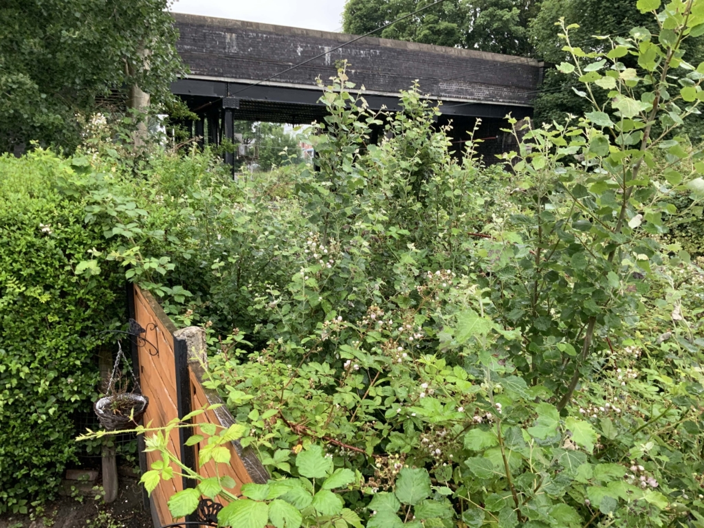 Japanese knotweed railway