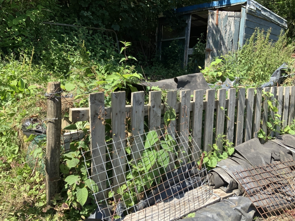 Japanese knotweed in rear garden