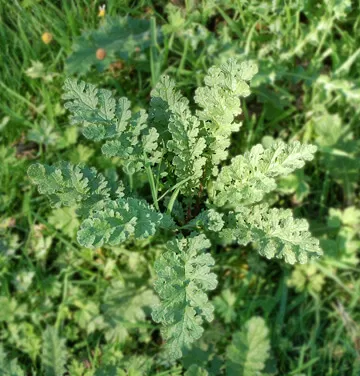 Ragwort_Rosett_Stage