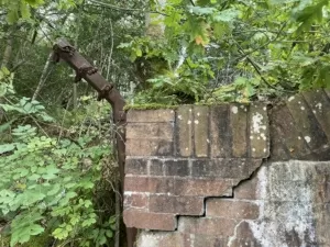 Spread of Japanese Knotweed