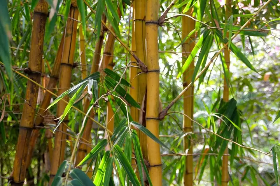 is bamboo invasive