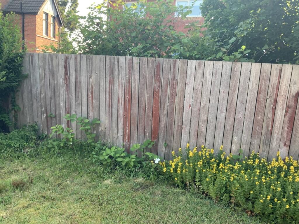 Rental Agreements And Japanese Knotweed