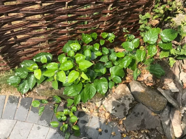 selling your house with japanese knotweed