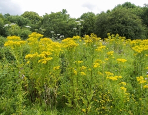 What is ragwort?