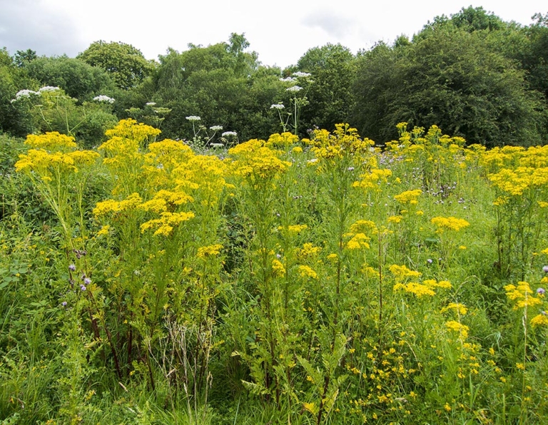 What is Common Ragwort? - Japanese Knotweed Expert