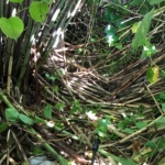 Japanese Knotweed in Worcester