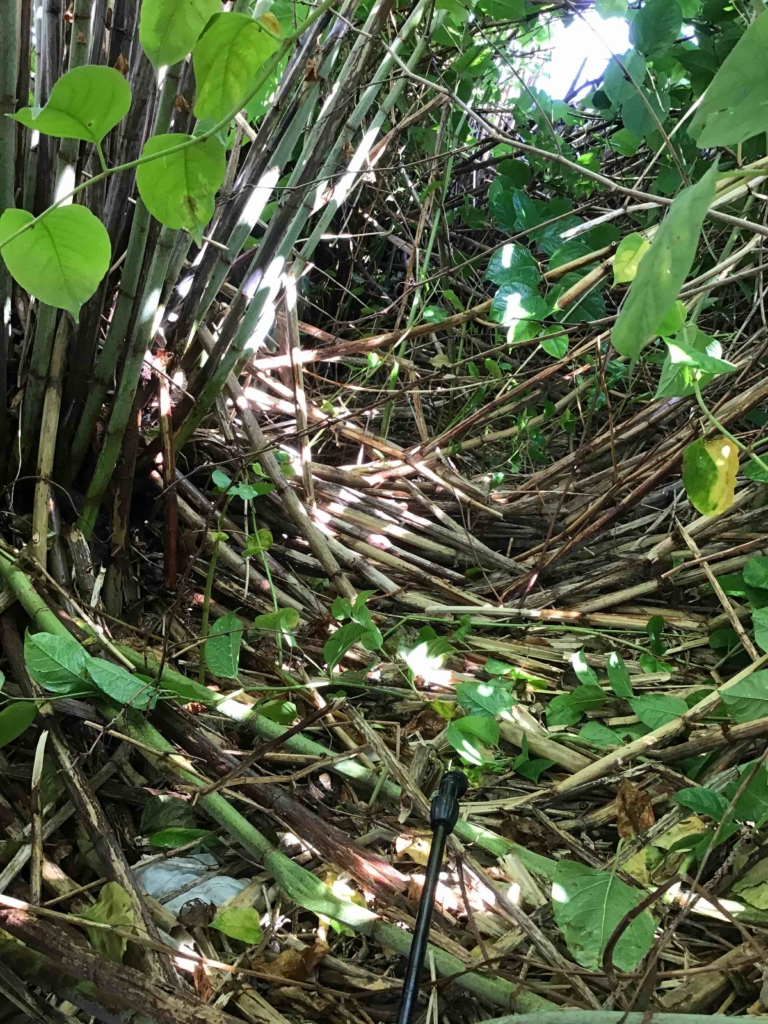 I Have Bamboo In My Garden- What Now?