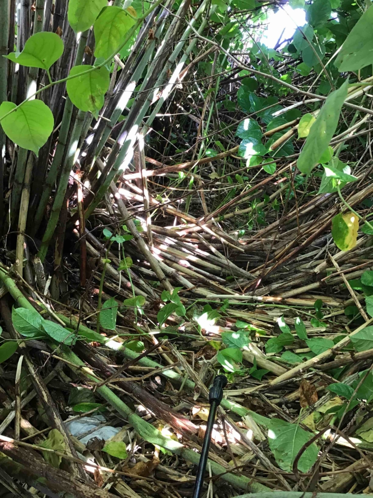 Photo of Japanese Knotweed - Japanese Knotweed Expert - Japanese Knotweed Removal and Eradication Japanese Knotweed in Worcester
