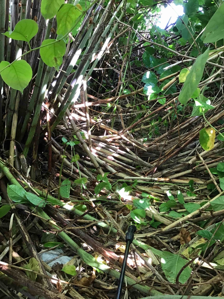 Japanese Knotweed in Worcester