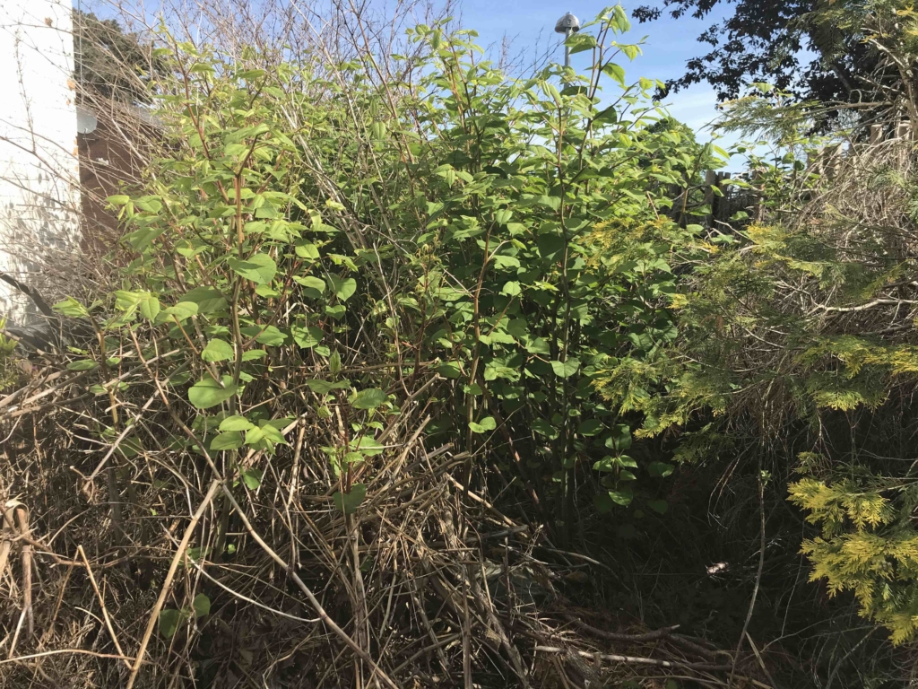 Japanese Knotweed Worcester