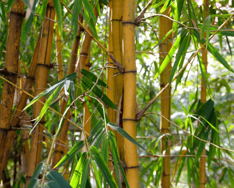 Bamboo in my garden