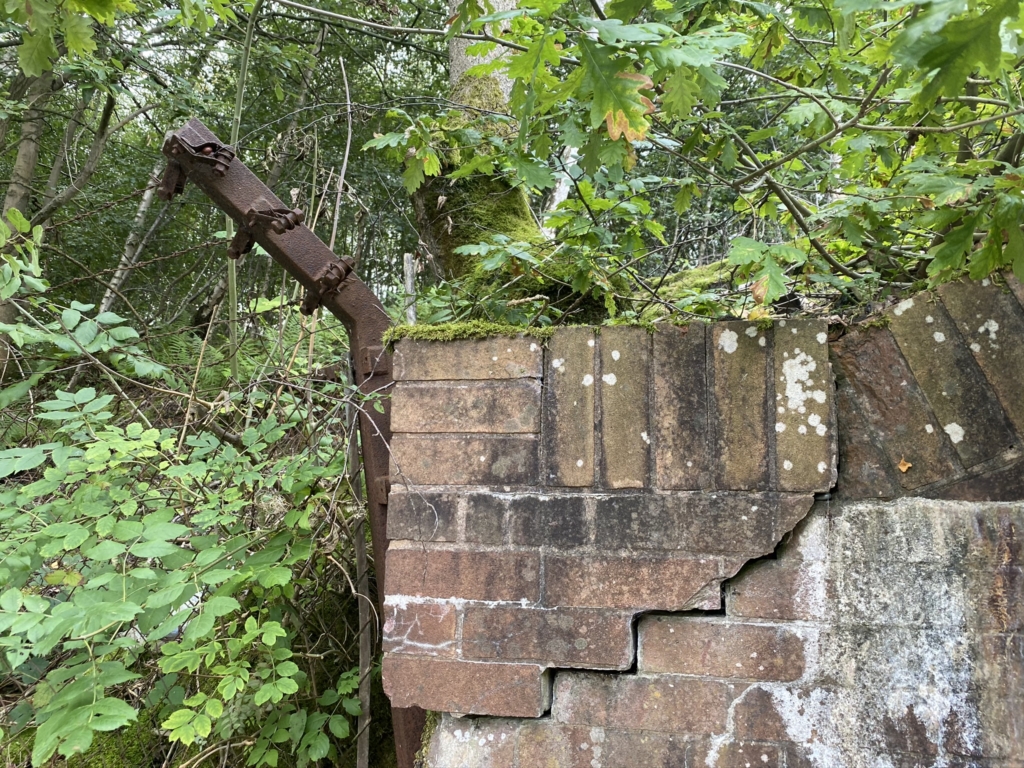 What damage can Japanese knotweed cause?