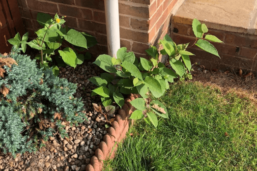 Photo of Japanese Knotweed