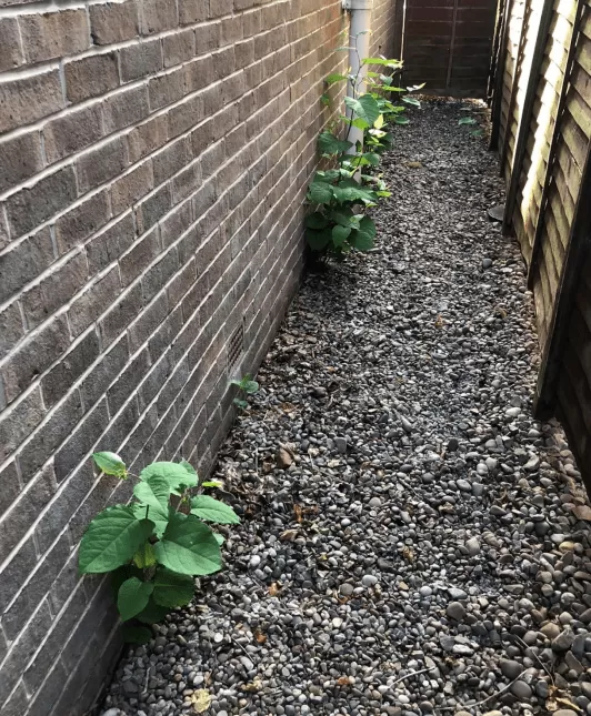 Japanese Knotweed in Leeds – Treatment And Removal