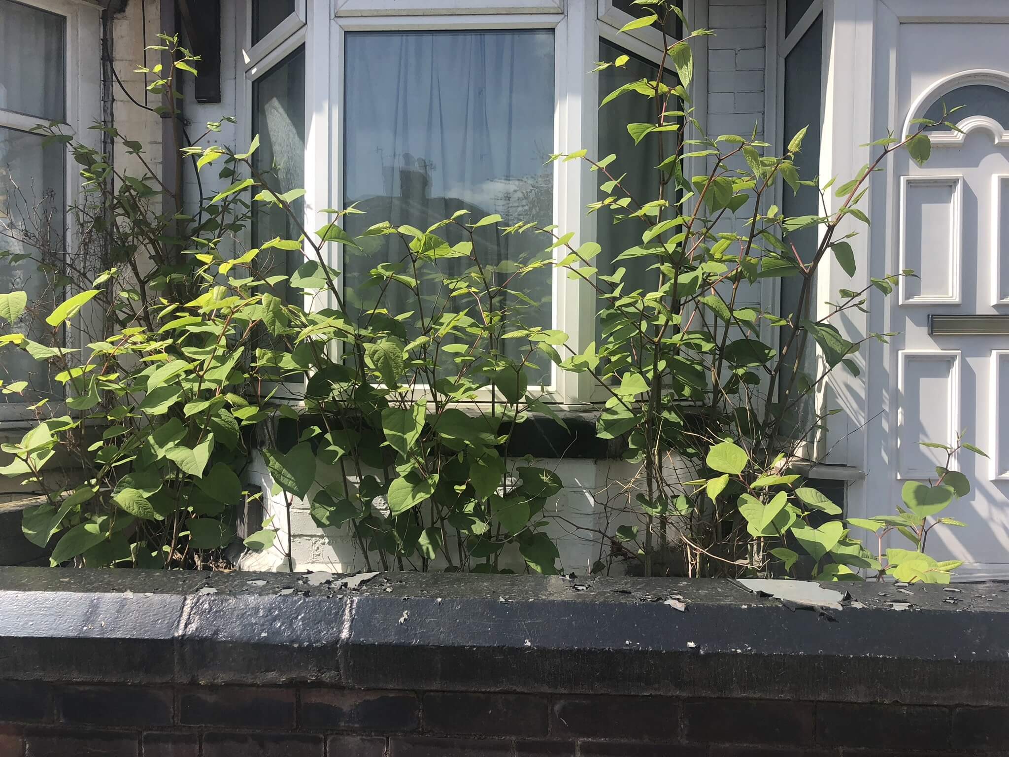 Commercial Japanese knotweed Removal UK