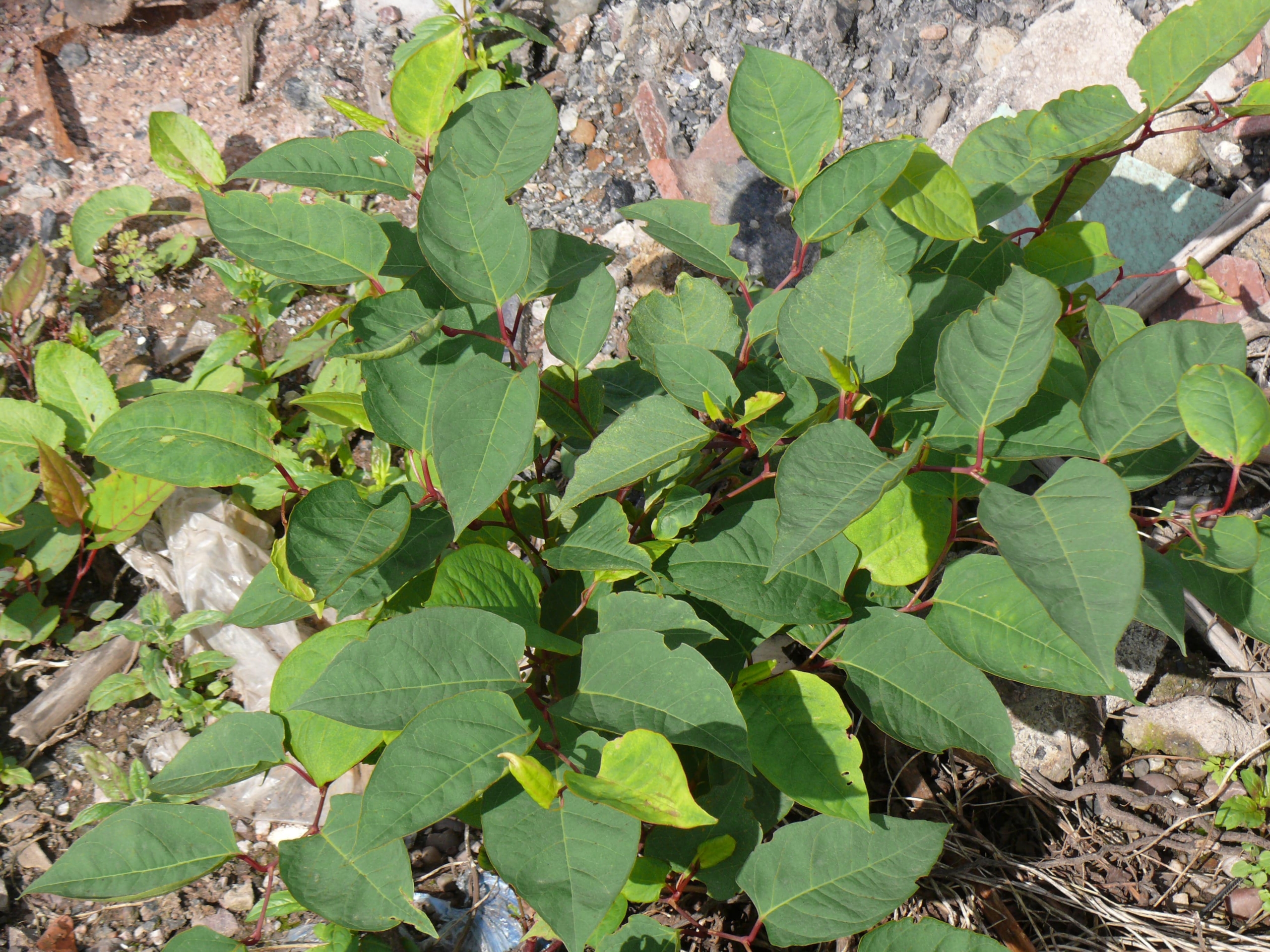 Japanese Knotweed growth