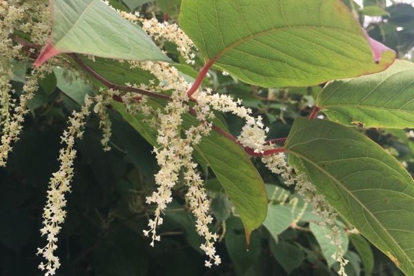 Japanese Knotweed