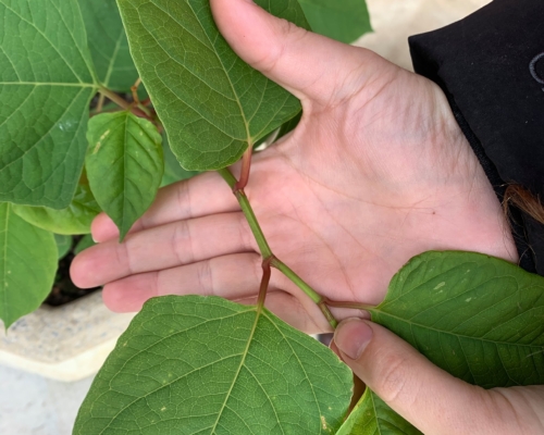 Japanese Knotweed legal rights