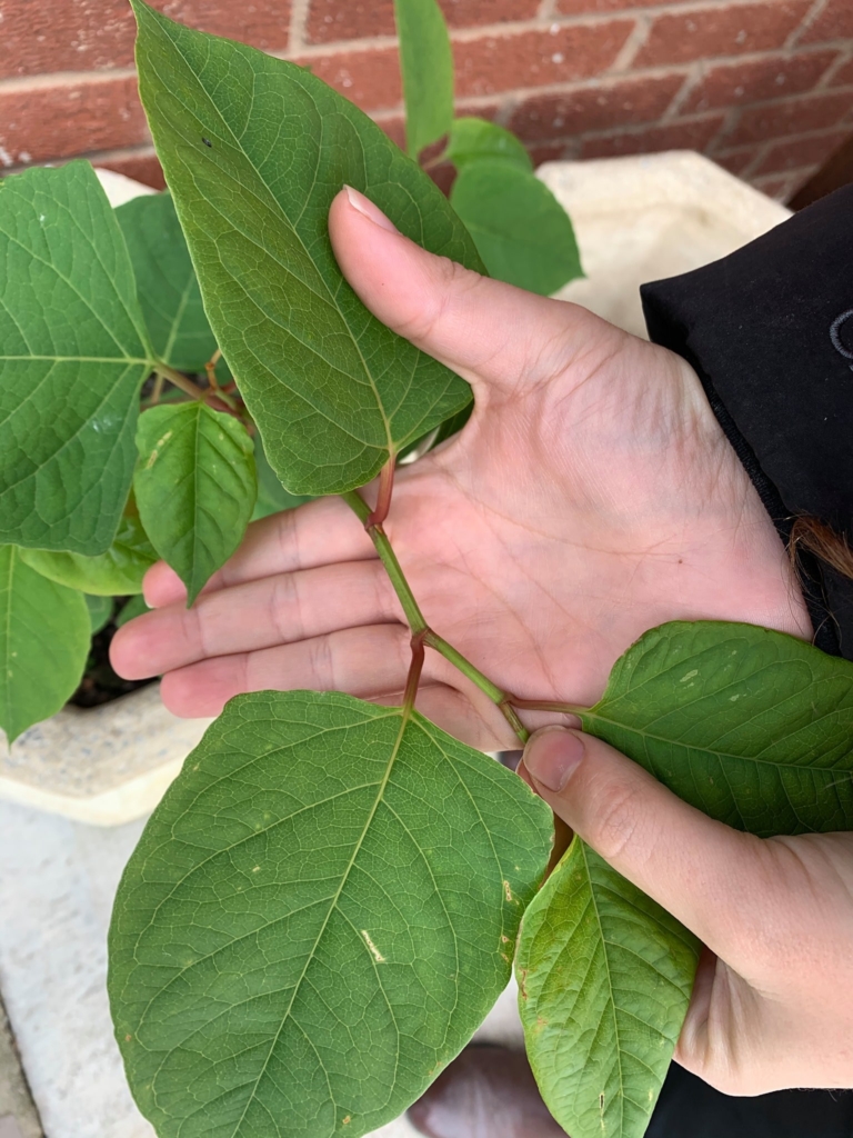 Japanese knotweed UK