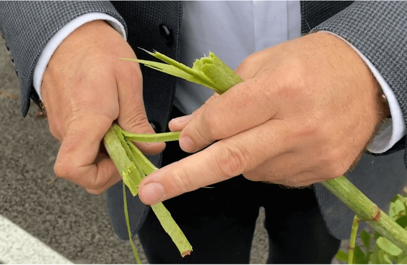 Japanese knotweed stem