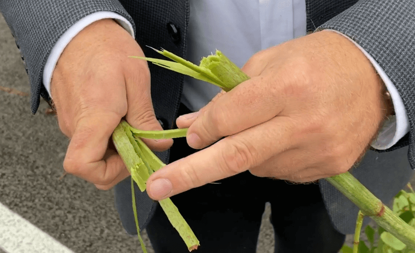 Japanese knotweed legal rights