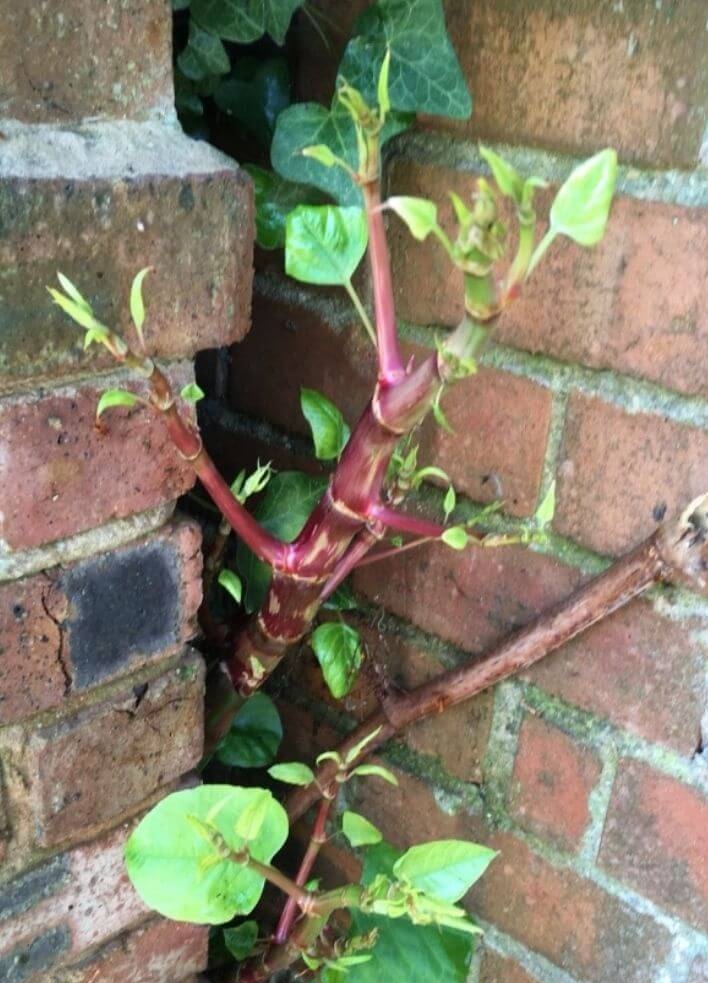 Japanese Knotweed Removal Estate Agents Staffordshire and Cheshire