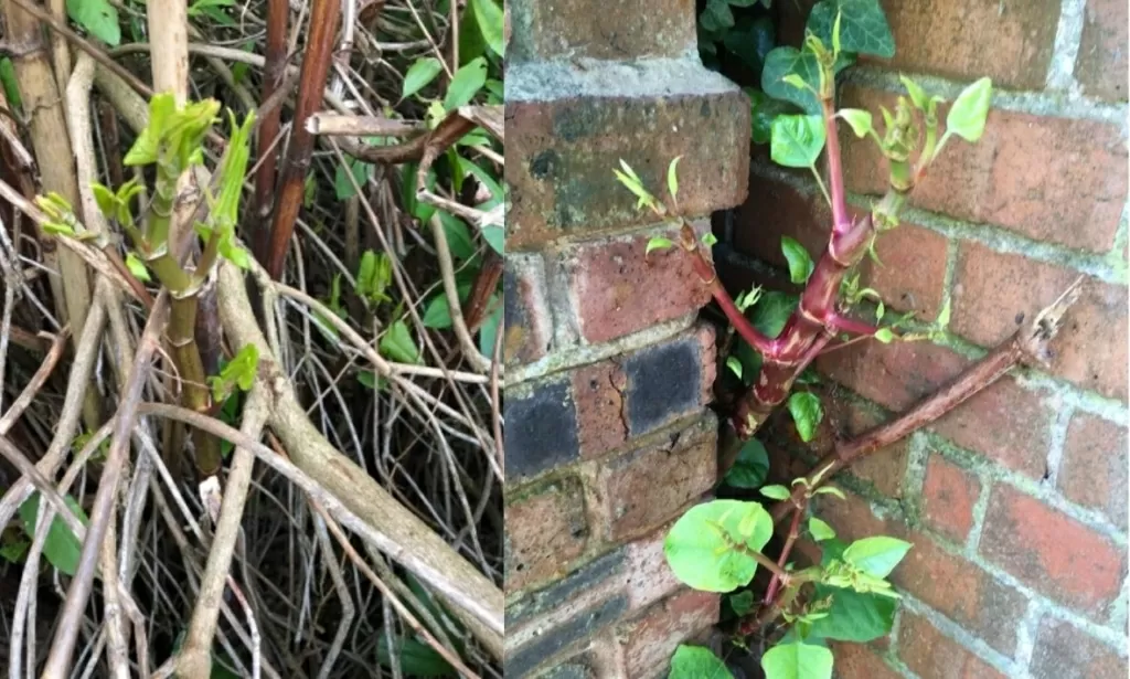 Japanese knotweed in Walls