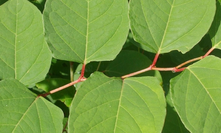 knotweed get to the UK