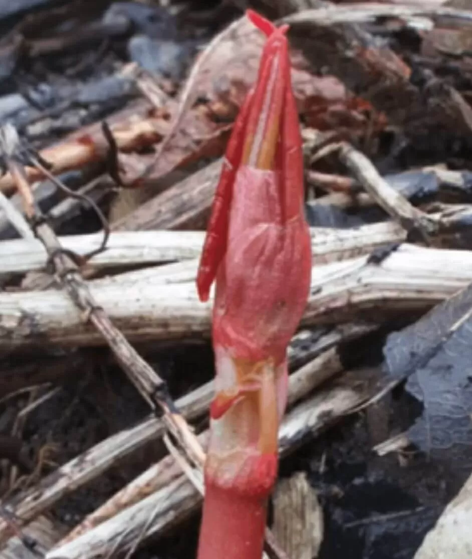 Japanese Knotweed Shoots