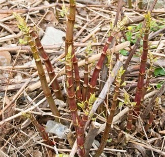 Japanese knotweed in Spring