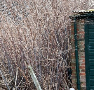 Japanese knotweed in Winter