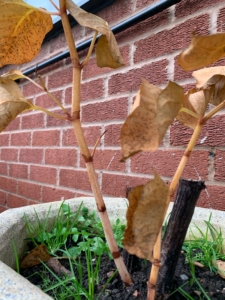 home insurance covers japanese knotweed