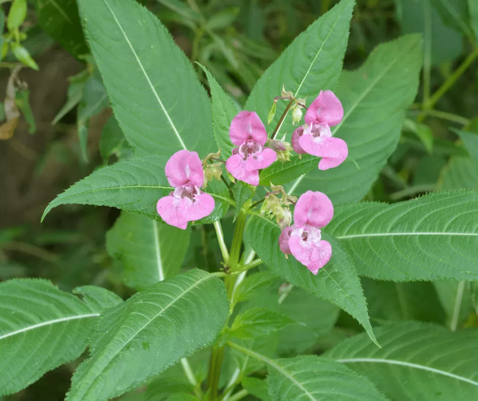 Himalayan Balsam