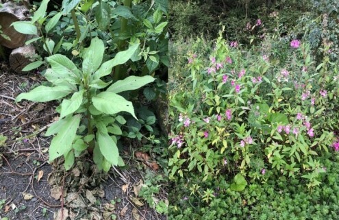 Himalayan Balsam invasive weed image