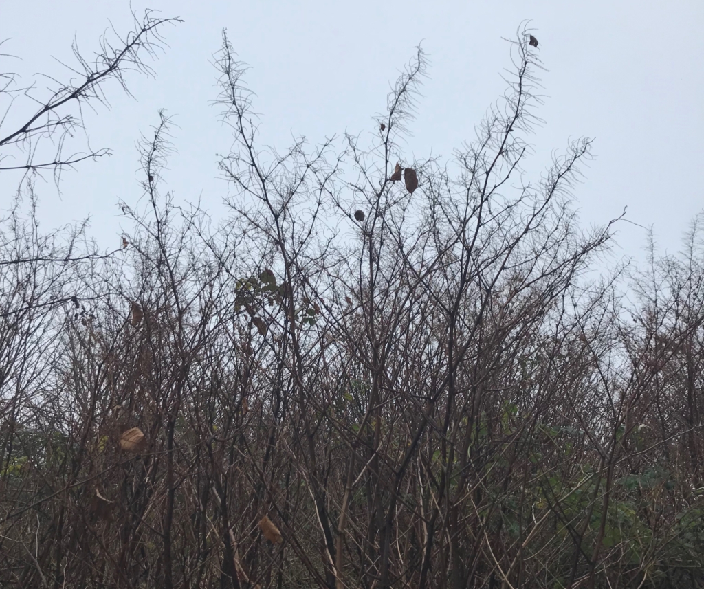 japanese knotweed in winter