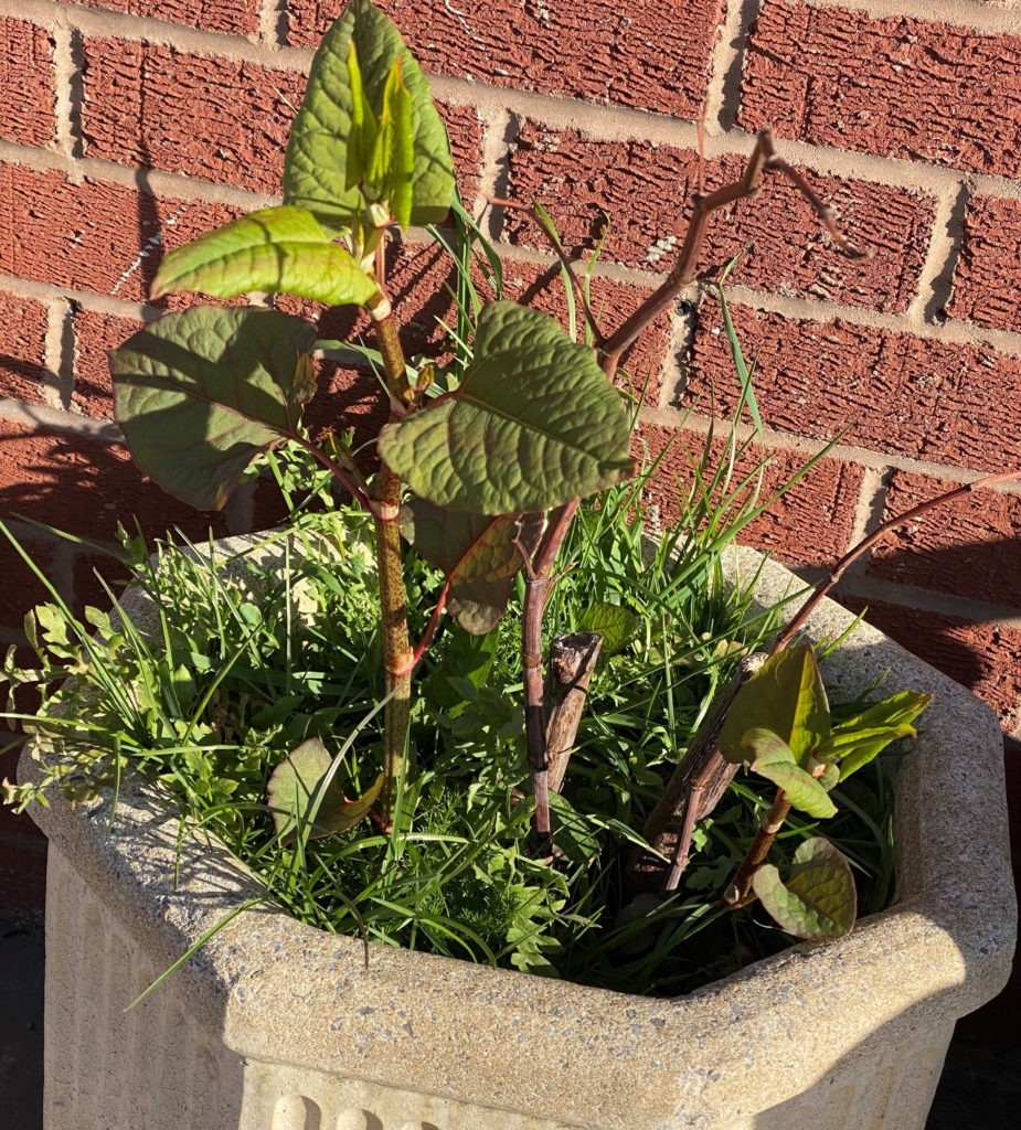 japanese knotweed in spring