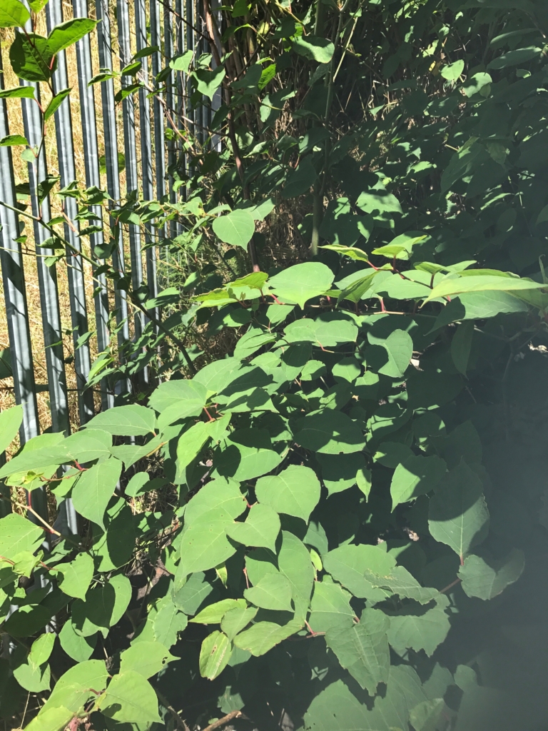 japanese knotweed infestation