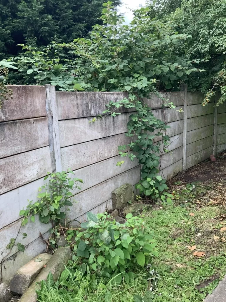 Japanese knotweed encroaching from neighbouring property