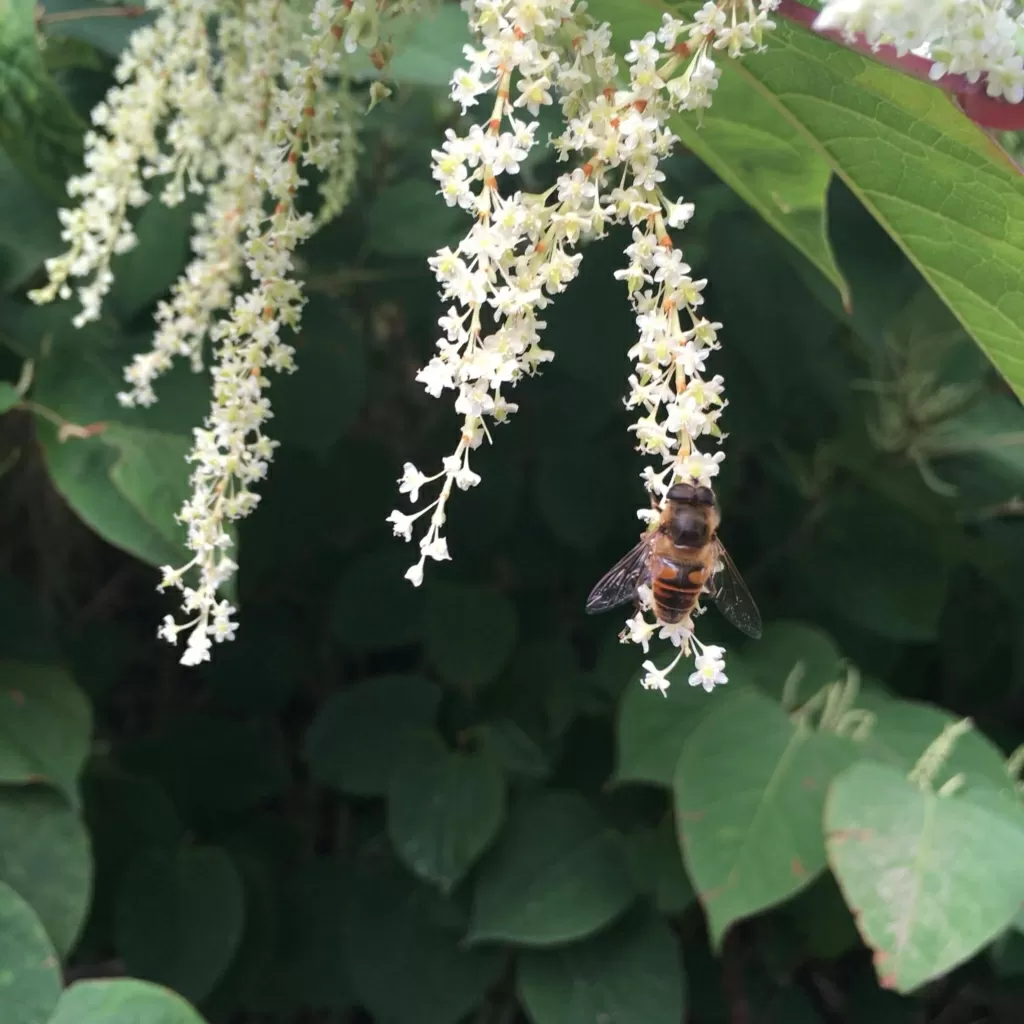 How To Get Rid Of Japanese Knotweed