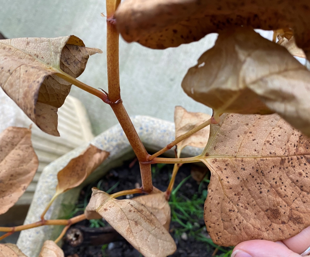 japanese knotweed in winter