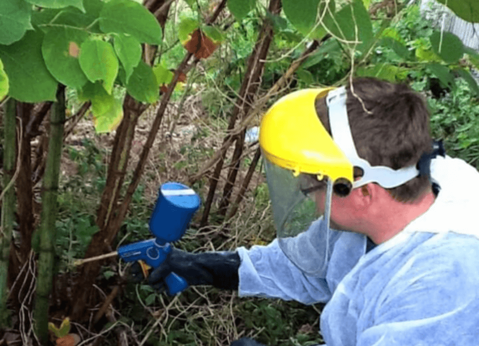 Removing Japanese Knotweed