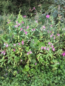 himalayan balsam in flower