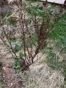 photo of himalayan balsam