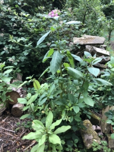 Himalayan Balsam