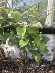 Japanese Knotweed growing next to a property