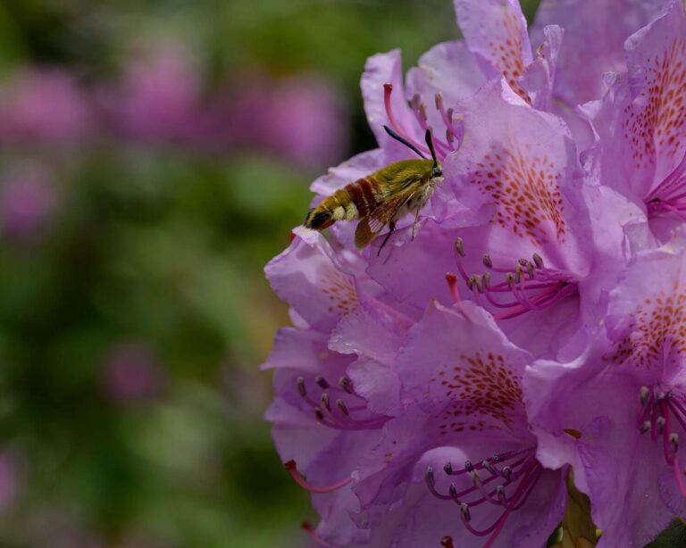 rhododendron ponticum