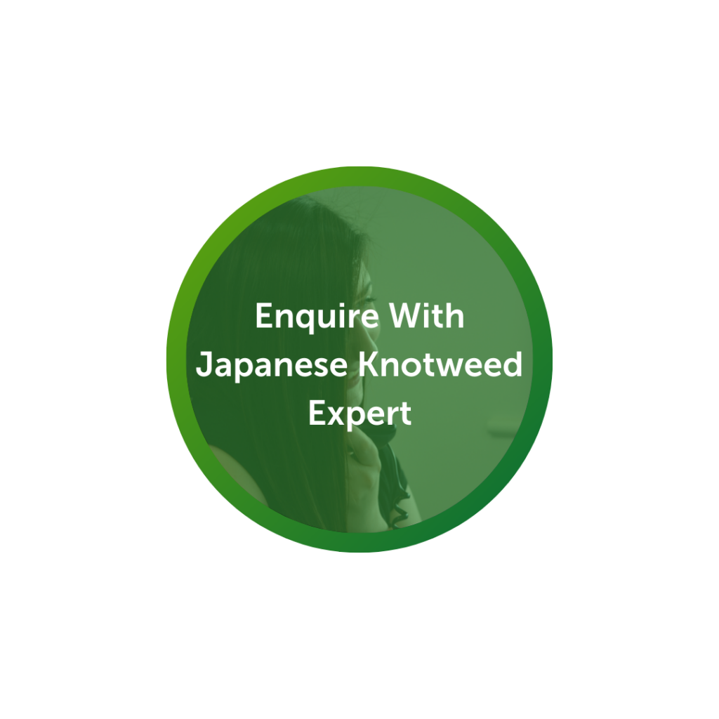 Process at Japanese Knotweed
